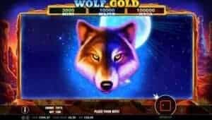 Wolf Gold Schlitz